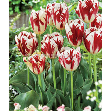 Лале (Tulip) Various Grand Perfection