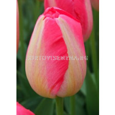 Лале Various Judith Leyster 