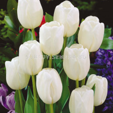 Лале (Tulip) Various Purissima