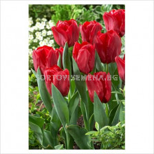 лале Various Seadov - tulip Various Seadov