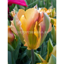 лале Viridiflora Golden Artist