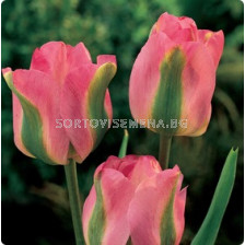 Лале Viridiflora Groenland 11/12