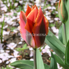 Лале (Tulip) Viridiflora Hollywood Star