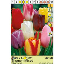 Лале триумф микс/ Tulipa Triumph Mixed - Пакет: 1 оп.- 5 бр.