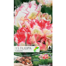 Лалета (Tulips) Cartouche (15 луковици) 