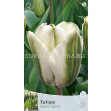 Лалета Green Spirit (5 луковици)
