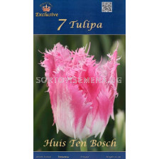 Лалета (Tulips) Huis Ten Bosch (7 луковици)