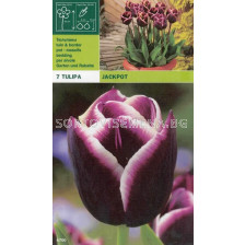 Лалета (Tulips) Jackpot (7 луковици)