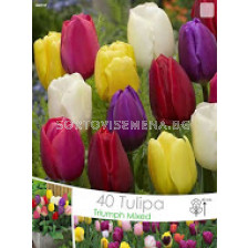 Лалета Класически Микс - Tulips Classic Mix (50 луковици)