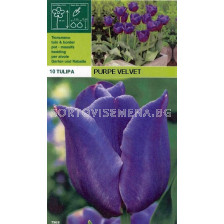 Лалета Purple Velvet (пакет - 10 луковици)