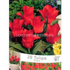 Лалета Rood