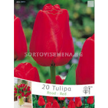 лалета Rood-Red - tulips Rood-Red