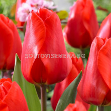 Лале/ Tulipa darwin hybrid Lalibela - 1 бр.