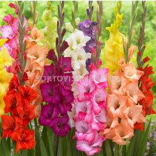Гладиоли микс/ large-flowered mixed - 1 брой