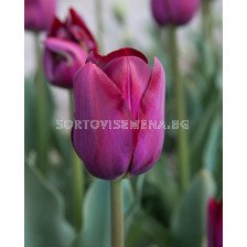 Лале /Tulip La Paz/ 11/12