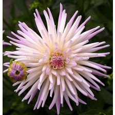 Далия/ Dahlia Stars Lady - 1 бр.