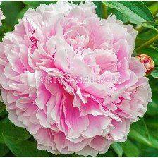 Божур/ LACTIFLORA PAEONIA Lady Alexandra Duff - 1 бр.