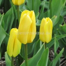 Лале /Tulip Crown Jewel/ 11/12