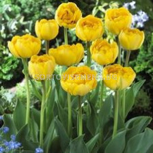 Лале (Tulip) Double Early Monte Carlo