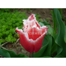 лале Fringed Canasta - tulip Fringed Canasta 