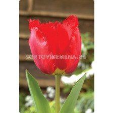 Лале (Tulip) Fringed Crystal Beauty