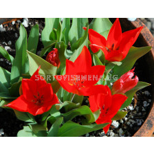 Лале (Tulip) Greigii Princess Charmante (25 см) 