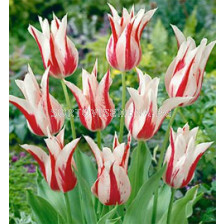 Лале (Tulip) Lilyflowering Marilyn