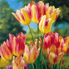 Лале (Tulip) Multiflora Antoinette