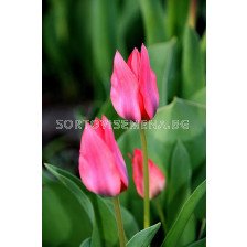 лале Multiflora Toronto - tulip Multiflora Toronto - 10 бр
