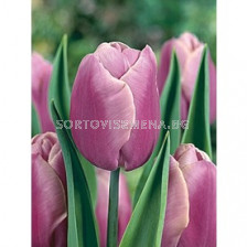 Лале (Tulip) Various Holland Beauty 