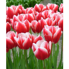 Лале (Tulip) Various Leen v .d. Mark