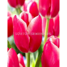 Лале (Tulip) Various Lucky Strike