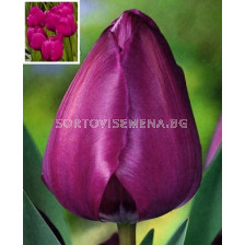 лале Various Negrita - tulip Various Negrita