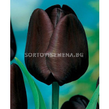 Лале (Tulip) Various Queen of Night