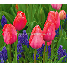 Лале (Tulip) Various Van Eijck