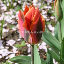 Лале (Tulip) Viridiflora Hollywood Star