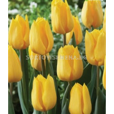 Лале Yellow Flight - Tulip Yellow Flight