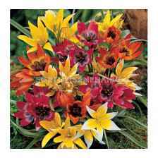 Лалета Botanical микс 10 бр (пакет) - 20 см