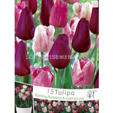 Лалета (Tulips) Flaming Purissima & Lasting love (15 луковици)