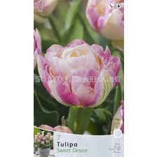 Лалета Sweet Desire (7 луковици)