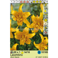 Лилиум  Leichtlinii/ Lilium - 1 брой