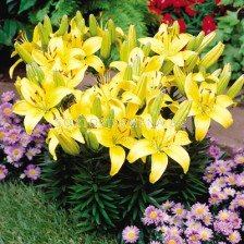 Лилиум жълт нисък / lilium lemon pixie / 1 оп ( 2 бр )
