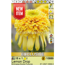 Ехинацея Lemon Drop/ Echinacea Double Purpurea - 1 брой