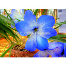 Текофилеа (Чилийски син минзухар)/ Tecophilaea cyanocrocus 'Leichtlinii - 1 бр.