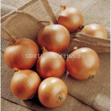 Семена за пролетен лук Legend F1) BJ-250 000 семена 