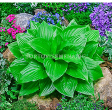 Хоста Miracle Lemony/ Hosta - 1 брой