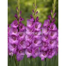 Гладиол/ Gladiolus large-flowered  'Lennon' 10/12 - 1 бр.