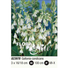 Летен зюмбюл/ Galtonia candicans - 1 пакет - 3 броя