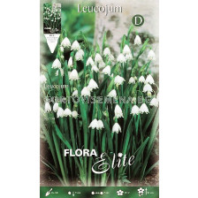 Блатно кокиче Leucojum Gravety Giant - 1бр