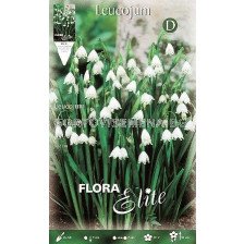Блатно кокиче Leucojum Gravety Giant (1 оп - 10 луковици) 